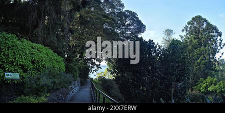 Panoramablick auf Blackburn Gardens am Hafen von Sydney, 150 Jahre alte Moreton Bay Feigen und Kauri Pine Bäume in diesem historischen Garten in Double Bay Stockfoto