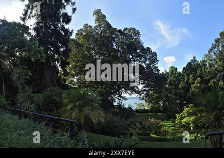 Moreton Bay Feige und Bunya Pine, Bäume, Sträucher und Blick auf den Hafen von sydney im Blackburn Gardens Redleaf an Historic Garden, Double Bay, Sydney, Australien Stockfoto