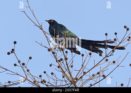 Langschwanz-Hochglanzstarling, Wassadou, Senegal, März 2024 Stockfoto