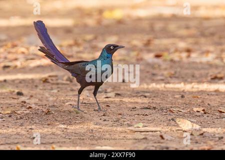 Langschwanz-Hochglanzstarling, Wassadou, Senegal, März 2024 Stockfoto