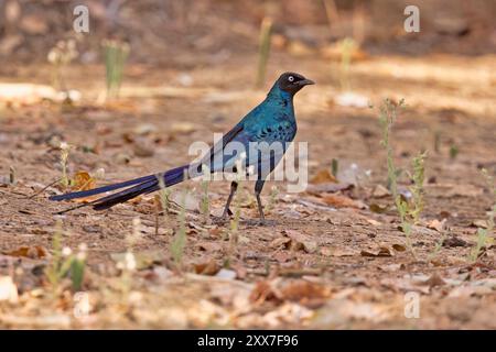 Langschwanz-Hochglanzstarling, Wassadou, Senegal, März 2024 Stockfoto