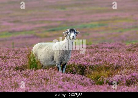 Swaledale-Schafe mit Blick auf die Vorderseite in farbenfrohem violettem Heidekraut im Sommer und Kaugras. Swaledale-Schafe sind eine einheimische Rasse in der Gegend von Nort Stockfoto