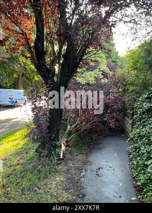 Ein Foto, das mit Erlaubnis von der Social-Media-Seite X, früher Twitter, aufgenommen wurde und von Simon Crossley von einer gefallenen Niederlassung auf einem Fußweg in Meanwood, Leeds, gepostet wurde, als Sturm Lilian das Vereinigte Königreich trifft. Bilddatum: Freitag, 23. August 2024. Stockfoto