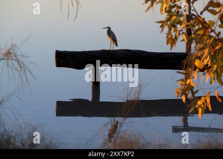 Ein einziger, mit Silhouette versehener, weißgesichtiger Reiher steht auf einem Baumstamm, der von lokaler Vegetation und den perfekt stillen Gewässern des Lake Dunn in Australien umgeben ist. Stockfoto