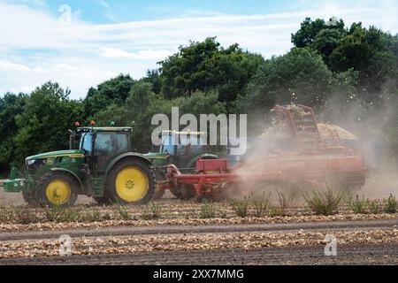 Zwiebelernte Iken Suffolk UK Stockfoto