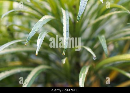 Nach Regen tropft Wasser auf frische grüne Blätter Stockfoto