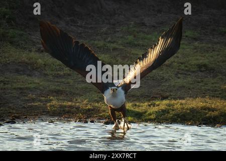 Afrikanischer Fischadler fliegt über dem Fluss ab Stockfoto