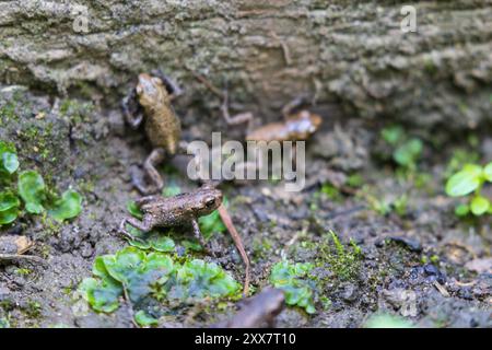 Winzige Kröten auf einem Waldboden, County Durham, England, Großbritannien Stockfoto