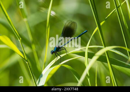 Banded demoiselle ruht auf einem Grashalm, County Durham, England, Großbritannien. Stockfoto