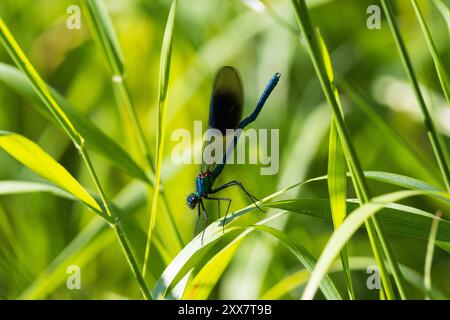 Banded demoiselle ruht auf einem Grashalm, County Durham, England, Großbritannien. Stockfoto