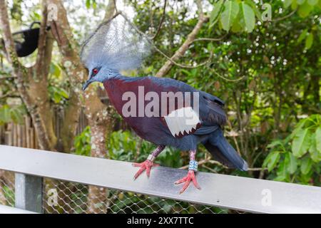 Die von Sclater gekrönte Taube (Goura sclaterii) entspannt sich auf einem Felsvorsprung im Bird Paradise, Singapur. Stockfoto