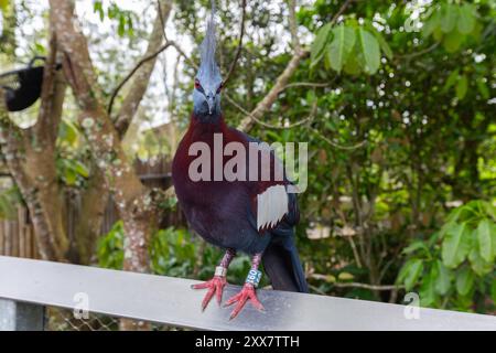 Die von Sclater gekrönte Taube (Goura sclaterii) steht auf einem Felsvorsprung im Bird Paradise, Singapur. Stockfoto