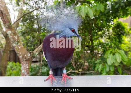 Die von Sclater gekrönte Taube (Goura sclaterii) entspannt sich auf einem Felsvorsprung im Bird Paradise, Singapur. Stockfoto