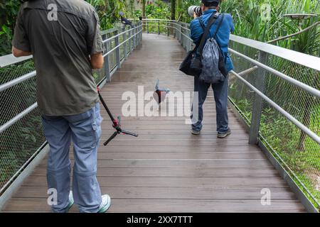 Sclater krönte die Taube (Goura sclaterii) wie ein Boss, der im Vogelparadies in Singapur spaziert. Stockfoto