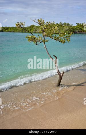 Einsamer Baum am deutschen Strand (Playa de los Alemanes), Insel Santa Cruz, Galapagos Nationalpark, Ecuador. Stockfoto