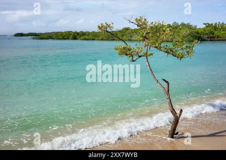 Einsamer Baum am deutschen Strand (Playa de los Alemanes), Insel Santa Cruz, Galapagos Nationalpark, Ecuador. Stockfoto