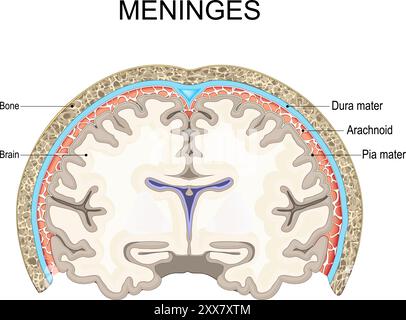 Meningen. Querschnitt von Schädel und menschlichem Gehirn mit Pia Mater, Arachnoid und Dura Mater. Knochen und Membranen, die Gehirn und Rückenmark umhüllen. Stock Vektor