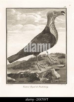 Rotgeier, asiatischer Königsgeier, indischer Schwarzgeier oder Pondicherry-Geier, Sarcogyps calvus. Kritisch gefährdet. Vautour Royal de Pondichery. Kupferstich von J. J. Avril nach einer Illustration von Pierre Sonnerat aus seiner Voyage aux Indes Orientales et à la Chine (Voyage to the East Indies and China, Dentu, Paris, 1806). Stockfoto