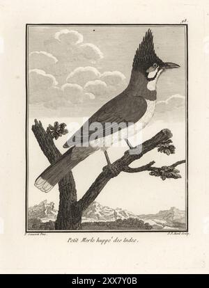 Rotes Bulbul oder Haubenbulbul, Pycnonotus jocosus. Petit merle huppe des Indes. Kupferstich von J. J. Avril nach einer Illustration von Pierre Sonnerat aus seiner Voyage aux Indes Orientales et à la Chine (Voyage to the East Indies and China, Dentu, Paris, 1806). Stockfoto