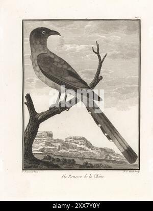 Ein toller Baumstamm, Dendrocitta vagabunda. Sie ist in Indien und Südostasien beheimatet. Pie rousse de la Chine, Dendrocitta rufa, Corvus rufus, Coracias vagabunda. Kupferstich von J. J. Avril nach einer Illustration von Pierre Sonnerat aus seiner Voyage aux Indes Orientales et à la Chine (Voyage to the East Indies and China, Dentu, Paris, 1806). Stockfoto