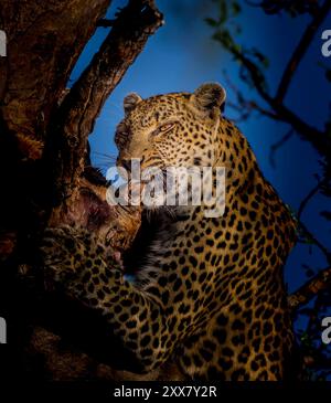 Ein Leopard in einem Baum isst eine Antilope. Stockfoto