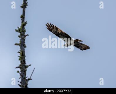 Juveniler Fischadler im Flug mit einem Fisch Stockfoto