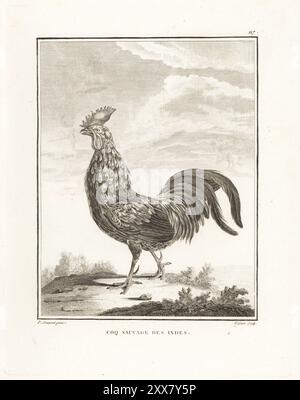 Graue Jungvögel oder Sonnerat-Jungvögel, Gallus sonneratii. Coq sauvage des Indes. Kupferstich von Fessart nach einer Illustration von Pierre Sonnerat aus seiner Voyage aux Indes Orientales et à la Chine (Reise nach Ostindien und China, Dentu, Paris, 1806). Stockfoto