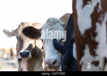 Kühe, die zum Stall laufen, um zu essen Stockfoto