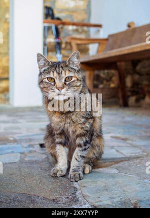 Eine Nahaufnahme einer Tabbykatze mit fokussiertem Ausdruck, die draußen auf einem Steinboden sitzt. Stockfoto