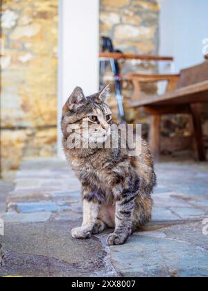 Eine Nahaufnahme einer Tabbykatze mit fokussiertem Ausdruck, die draußen auf einem Steinboden sitzt. Stockfoto