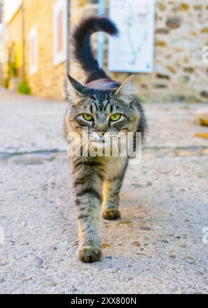 Eine Nahaufnahme einer Tabbykatze mit fokussiertem Ausdruck, die draußen auf einem Steinboden läuft. Stockfoto