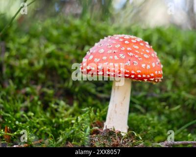 Einzelner Rotfliege-Agarpilz auf Mooswald-Boden Stockfoto