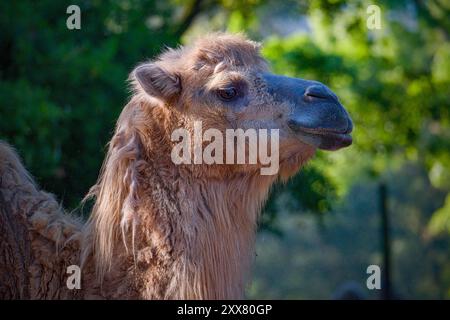 Porträt des lustigen Kamel-prüden Mundes Stockfoto