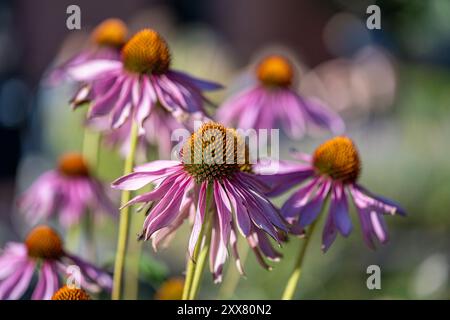 Im Sommer in Schweden blüht der lila Konflower in einem Blumenbeet im Stadtpark Hörsalsparken in Norrköping. Stockfoto