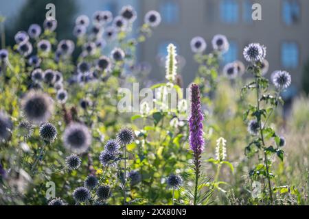 Blaue Globe-Thistle in einem Blumenbeet im Stadtpark Hörsalsparken in Norrköping im Sommer in Schweden. Stockfoto