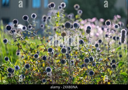 Blaue Globe-Thistle in einem Blumenbeet im Stadtpark Hörsalsparken in Norrköping im Sommer in Schweden. Stockfoto