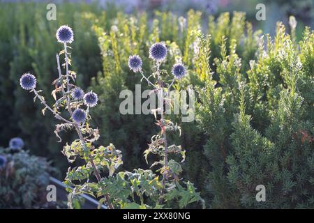 Blaue Globe-Thistle in einem Blumenbeet im Stadtpark Hörsalsparken in Norrköping im Sommer in Schweden. Stockfoto