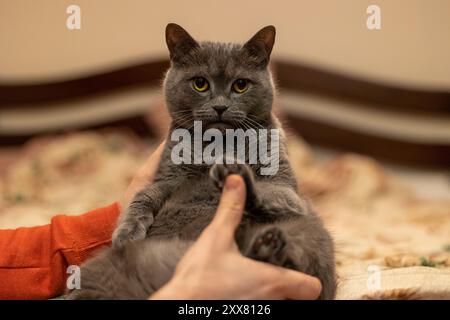 Eine britische Kurzhaarkatze sitzt auf einem Bett und schaut in die Kamera Stockfoto