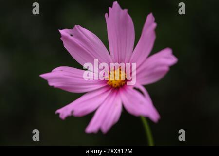 Einzelne rosafarbene Kosmos Blume Nahaufnahme auf dunklem Hintergrund Stockfoto