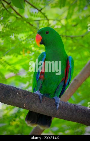 Porträt Von Green Nuri Bayan Stockfoto