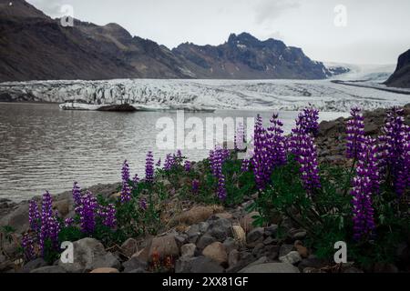 Großes Feld mit Lupinen auf dem Hintergrund eines Gletschers in Island Stockfoto