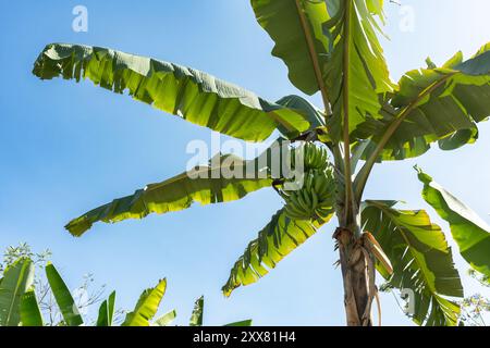 Bananenbaum mit Bananen - Blue Sky Green verlässt Kolumbien Stockfoto