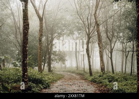 Nebelweg durch eine ruhige Gummibaumplantage in Phuket Stockfoto