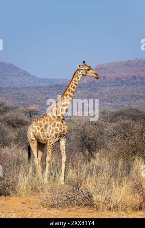 Foto einer Giraffe in der Savanne, Wildtiere und Pirschfahrt in Namibia, Afrika Stockfoto