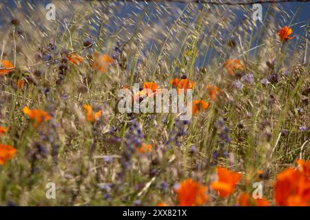 Orangefarbener Mohn zwischen hohen Gräsern, mit verschwommenem Hintergrund. Stockfoto