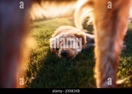 Welpe liegt im Gras mit goldenem Licht, eingerahmt in einem anderen Hund Beine Stockfoto
