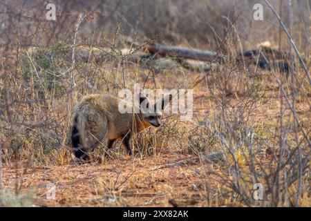 Foto eines seltenen Fledermausohrfuchses (Otocyon megalotis), Tierwelt in Namibia, Afrika Stockfoto