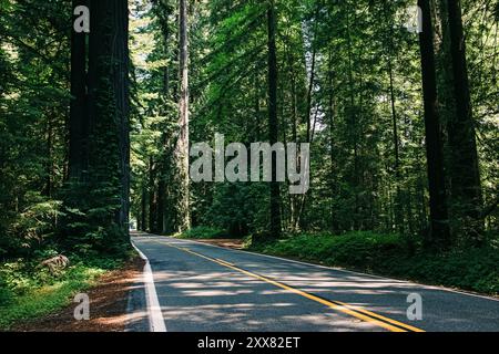 Malerische, gewundene Straße durch hoch aufragende Mammutbäume in einem bewaldeten Gebiet Stockfoto