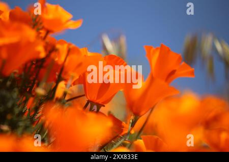Leuchtend orange Mohnblumen unter klarem blauem Himmel, Nahaufnahme. Stockfoto
