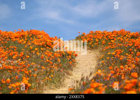 Ein unbefestigter Pfad, umgeben von leuchtendem Orange, der zu einem blauen Himmel führt Stockfoto